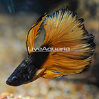 Paradise Rosetail Betta, Male (click for more detail)