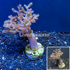 Pineapple Tree Coral Indonesia (click for more detail)