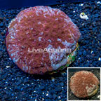 Favia Brain Coral Indonesia (click for more detail)