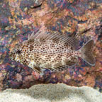 Brown Spotted Spinefoot (click for more detail)