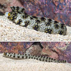 Snowflake Eel  (click for more detail)