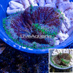 Mini Carpet Anemone (click for more detail)