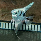 Panda Angelfish (click for more detail)