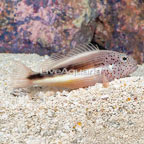 Freckled Hawkfish  (click for more detail)