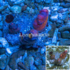 Sea Squirt (click for more detail)