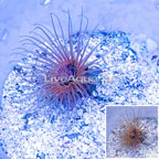 Tube Anemone (click for more detail)