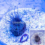 Tube Anemone (click for more detail)