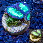 LiveAquaria® Cultured Blastomussa Coral (click for more detail)