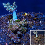 Pineapple Tree and Zoanthus Coral Combo Vietnam (click for more detail)