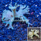 Sinularia Leather Coral Vietnam (click for more detail)