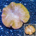 Toadstool Leather Coral Vietnam (click for more detail)