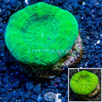 Scolymia Coral Australia (click for more detail)