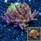 Tree Coral Indonesia (click for more detail)