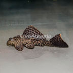 Sailfin Plecostomus (click for more detail)