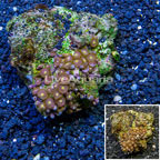 Zoanthus Coral Indonesia (click for more detail)