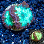 LiveAquaria® Cultured Blastomussa Coral (click for more detail)