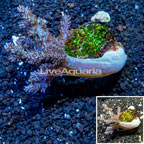 Pineapple Tree Coral Indonesia (click for more detail)