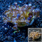 Zoanthus Coral Indonesia (click for more detail)