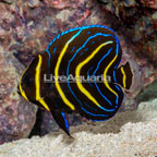 Cortez Angelfish (click for more detail)