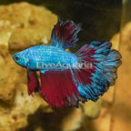 Rosetail Betta (click for more detail)