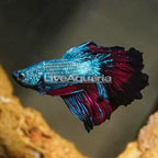 Rosetal Betta (click for more detail)