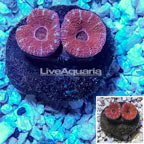 LiveAquaria® Cultured Acan Lord Coral (click for more detail)