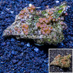 Zoanthus Coral Vietnam (click for more detail)