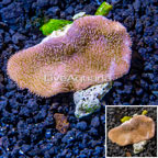 Toadstool Leather Coral Vietnam (click for more detail)