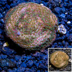 LiveAquaria® Cultured Montipora Coral (click for more detail)