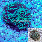 Hammer Coral Indonesia (click for more detail)