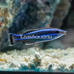 Four Line Cleaner Wrasse [Expert Only] (click for more detail)