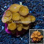 Protopalythoa Coral Indonesia (click for more detail)