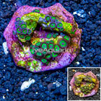 Zoanthus Coral Indonesia (click for more detail)