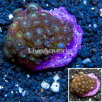 Zoanthus Coral Indonesia (click for more detail)