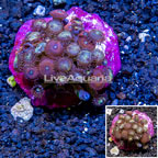 Zoanthus Coral Indonesia (click for more detail)