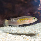 Yellow Breasted Dottyback (click for more detail)