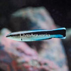 Bluestreak Cleaner Wrasse (click for more detail)