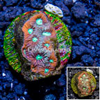 LiveAquaria® Cultured War Coral (click for more detail)