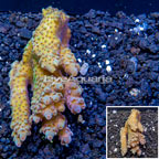 Acropora Coral Australia (click for more detail)