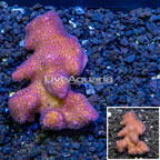 Pink Stylophora Coral Tonga (click for more detail)