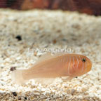 Clown Goby (click for more detail)