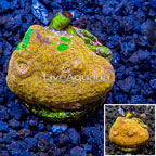 LiveAquaria® Cultured Ultra Chalice Coral (click for more detail)