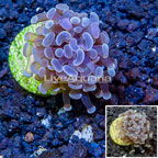 LiveAquaria® Cultured Hammer Coral (click for more detail)