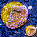 LiveAquaria® Cultured Montipora Coral (click for more detail)