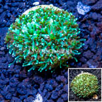 LiveAquaria® Cultured Galaxea Coral (click for more detail)