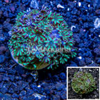 LiveAquaria® Cultured Sympodium Polyps (click for more detail)