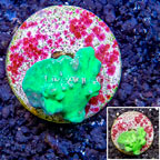 LiveAquaria® Cultured Green Cabbage Leather Coral (click for more detail)