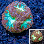 LiveAquaria® Cultured Blastomussa Coral (click for more detail)