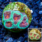 LiveAquaria® Cultured Favia Coral (click for more detail)