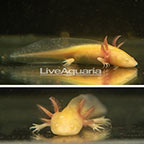 Captive-bred Albino Axolotl, GFP (click for more detail)